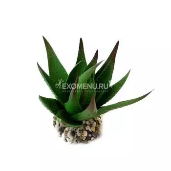 Суккулент SZ07 Хавортия