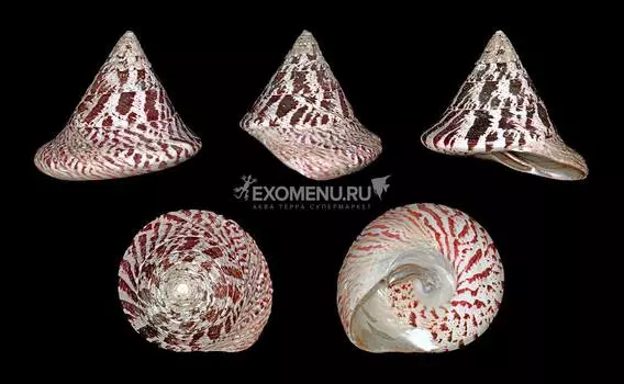 Тектус Пурамис красный