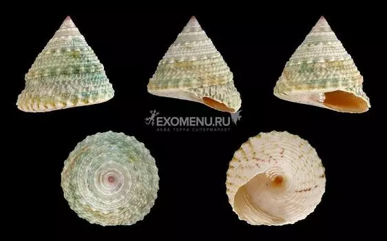 Тектус Пурамис зеленый