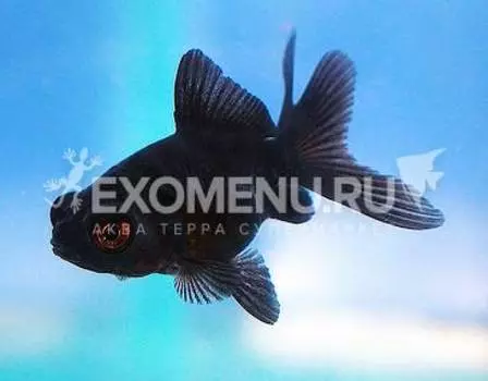 Телескоп бабочка черный, М 7-8 см