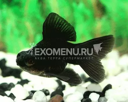 Телескоп черный SM, 4-5 см (Carassius auratus)