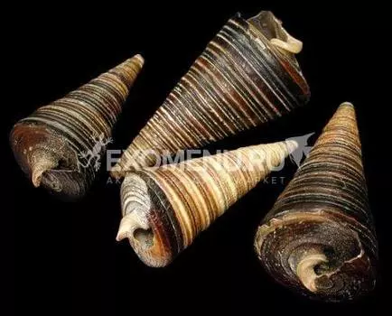 Телескопиум S