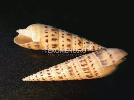 Теребра Макулата 4-5"