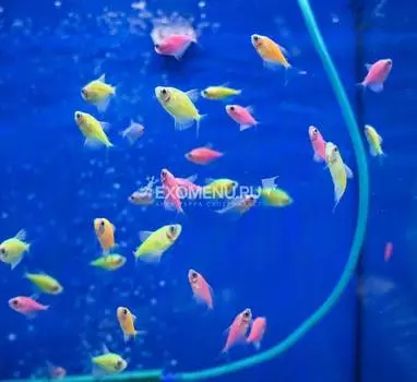 Тернеция (Glo-fish) Светящаяся, ассорти 2,5-3 см (Gymnocorymbus ternetzi)