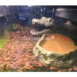 Террариумный комплект со скорпионом гетерометрус спинифер