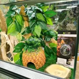 Террариумный набор для эублефара "Тропиканка"