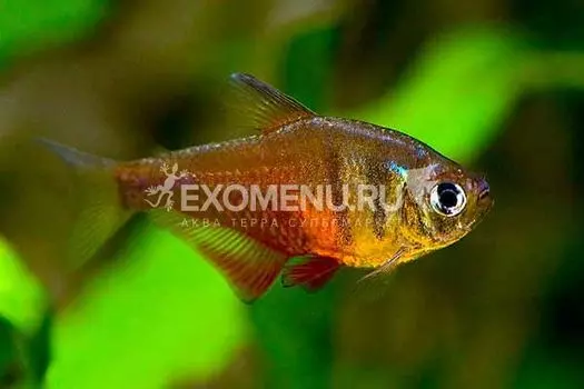 Тетра-фон-рио (Hyphessobrycon flammeus)