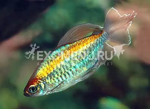 Тетра конго (Phenacogrammus interruptusis)