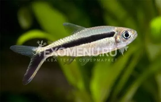 Тетра-пингвин (Обликва)