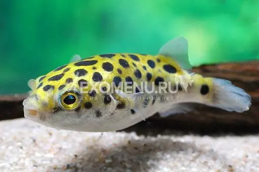 Тетрадон зеленый (Tetraodon fluviatilis)