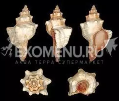 Трапезиум 4"