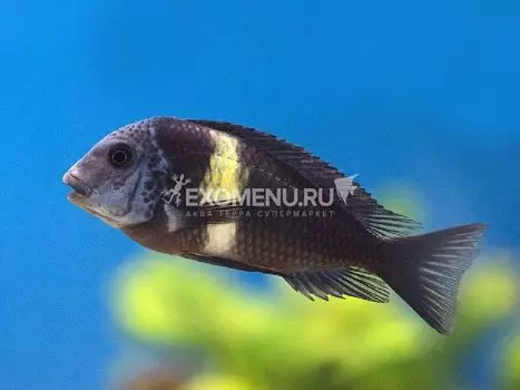 Трофеус звездчатый (Tropheus duboisi)