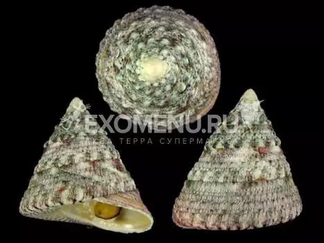 Трохус макулатус зеленый