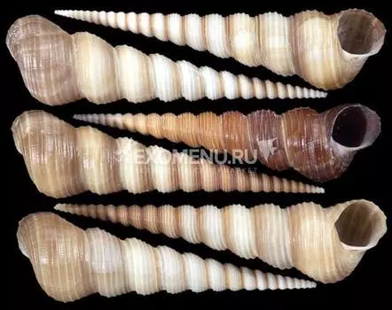 Турителла Теребра коричневая 4-5"