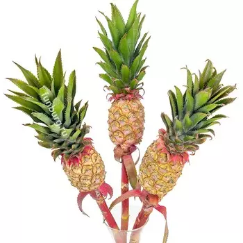 Декоративный ананас