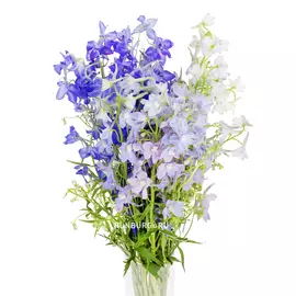 Дельфиниум