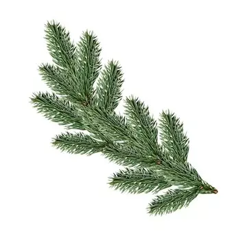 Еловая ветка