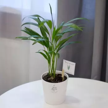 Горшечное растение «Хризалидокарпус»