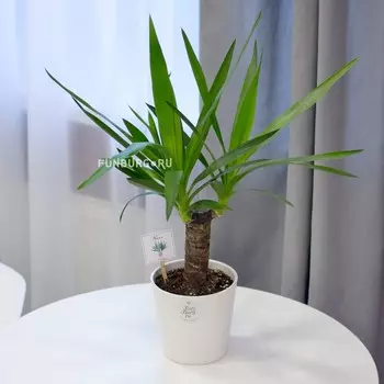 Комнатный цветок «Юкка»