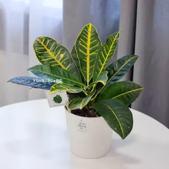 Растение «Кодиеум Петра» в горшке