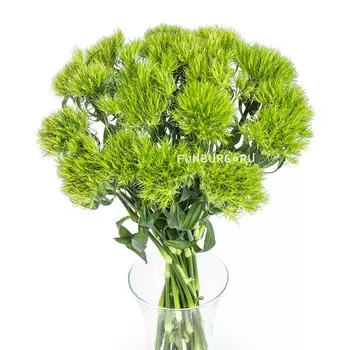 Гвоздика «Грин Трик»