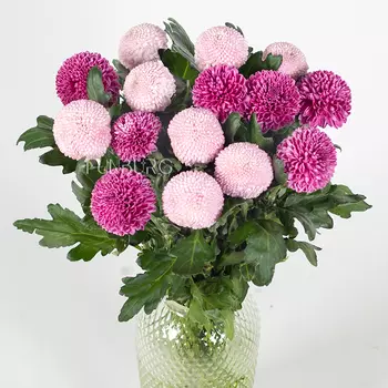 Хризантемы