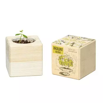 Экокуб «Акация белая»