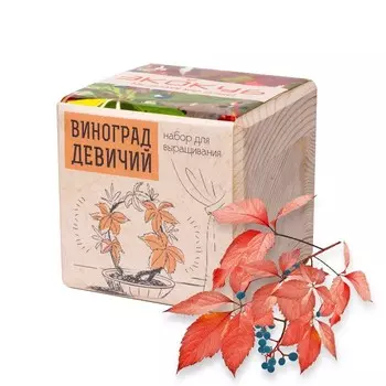Экокуб «Девичий виноград»