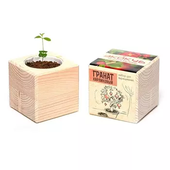 Экокуб «Гранат карликовый»