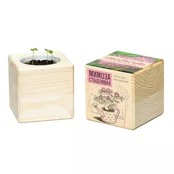 Экокуб «Мимоза стыдливая»