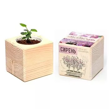 Экокуб «Сирень Венгерская»