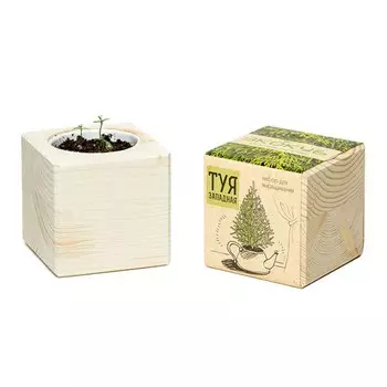 Экокуб «Туя западная»