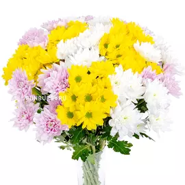 Кустовые хризантемы