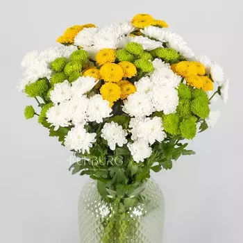 Кустовые хризантемы Сантини