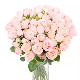 Кустовые пионовидные розы «Бомбастик»