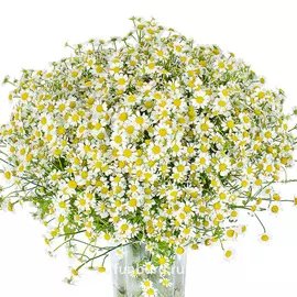 Матрикария кустовая ромашка