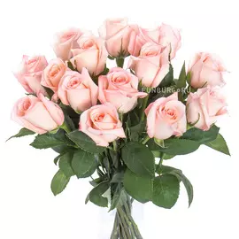 Нежно-розовые розы