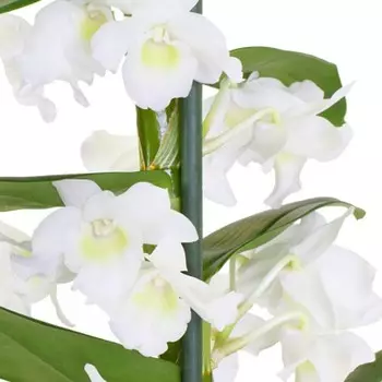Орхидея дендробиум
