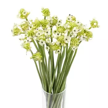 Орнитогалум