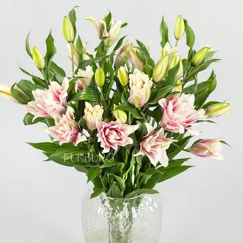 Пионовидные лилии