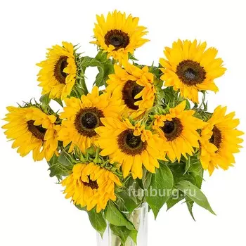 Подсолнухи