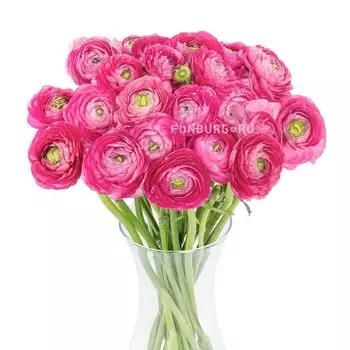 Ранункулюс