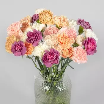 Сортовая гвоздика диантус