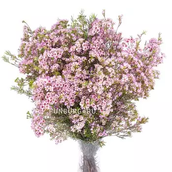 Ваксфлауэр