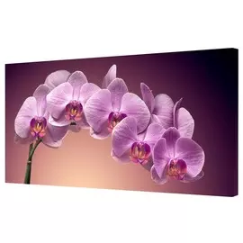 Холст Toplight 50х100 TL-H0003