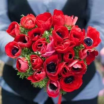 25 красных анемонов