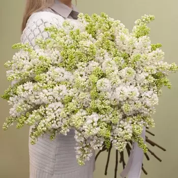 Белая сирень