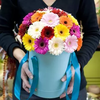 Любимые герберы