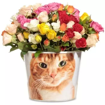 Мияу!: Микс кустовых роз