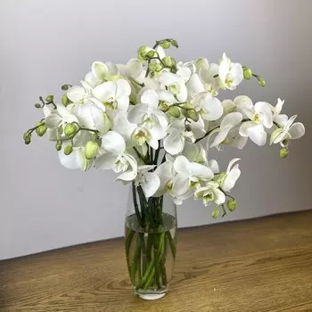 Орхидея Фаленопсис в Вазочке